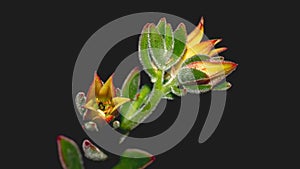 Isolated flower of succulent plant on black background.