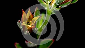 Isolated flower of succulent plant on black background.