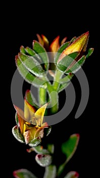 Isolated flower of succulent plant on black background.