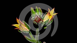 Isolated flower of succulent plant on black background.