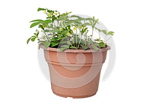 Isolated flowering strawberry plants in old brown pot