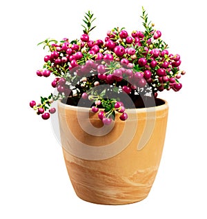Isolated flowerpot with a pink Pernettya mucronata