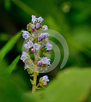Isolated flowers, echium strictum