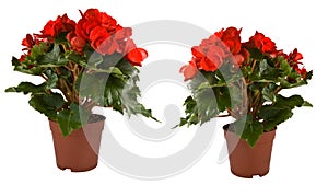 Isolated flowers in pots