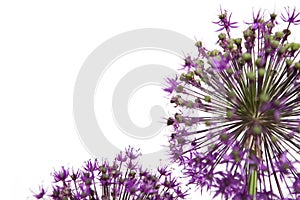 Isolated flowers on white background