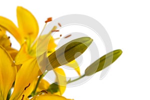 Isolated flowers on white background