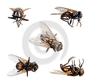 Isolated Fly photo