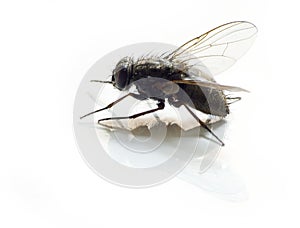Isolated fly on white background
