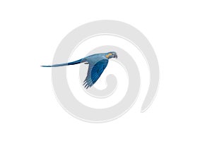 Isolated flying blue-and-yellow Macaw - Ara ararauna