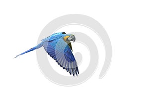 Isolated flying blue-and-yellow Macaw - Ara ararauna