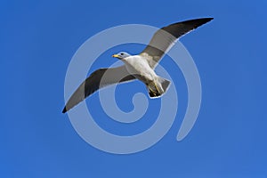 Isolated flying gull on blue