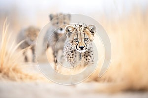 isolated focus on cheetahs face during pursuit