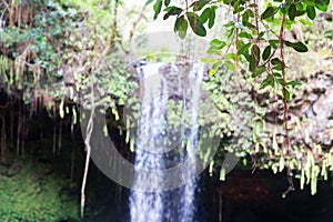 Isolated Foliage at Waterfall on Island of Maui, Hawaii