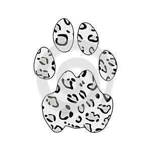 Isolated footprint of snow leopard irbis ounce with skin print on white background.