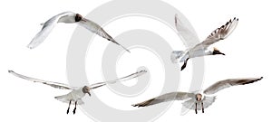 Isolated four black head gulls flight