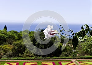 Isolated `four o`clock flower` Bougainvillea flower with a landscape background Funchal,Madeira, Portugal