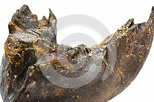 Isolated fragment of the lower jaw of an ancient mammoth on a white background