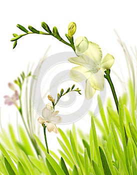 Isolated freesia in grass photo