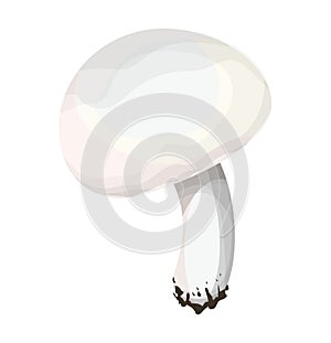 Isolated fresh chamignon.