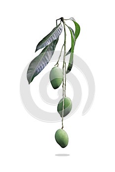Isolated fresh green Mango tropical fruit with branch and leave on white background. Clipping path