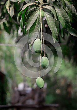 Isolated fresh green Mango tropical fruit with leaves  and branch on tree. blurred nature background