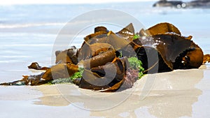 Isolated, fresh, organic seeweed on a beach