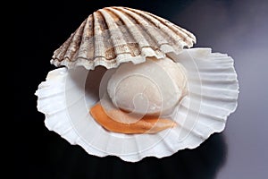 Isolated Fresh raw scallop - seafood