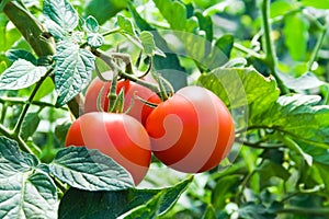 Isolated fresh red tomatoes and green leaves