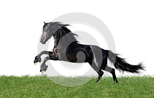 Isolated friesian horse playing on the grass photo