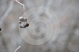 Isolated Frosty Hanging Seeds