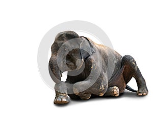 Isolated full body of adult Asian elephant sits on the ground on white background, 45-degree angle view and front, clipping path
