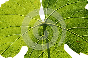 Isolated gamay leaf on white background photo