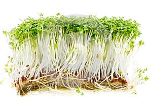 Isolated Garden Cress Sprouts