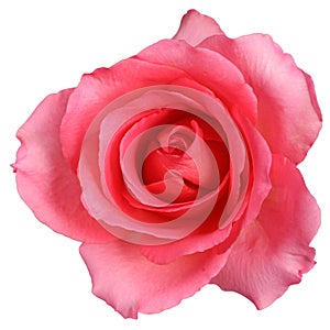 isolated garden rose flower. one cut flower, petals close-up.