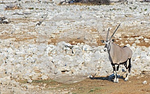 Isolated Gemsbok Oryx standing on rocky ground