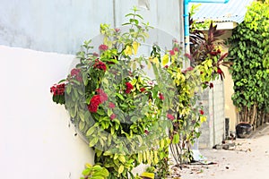 Isolated geranium plant with red flowers on the street