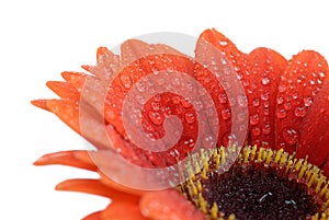 Isolated gerbera flower