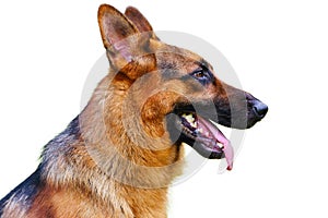 Isolated German shepherd dog portrait in white background