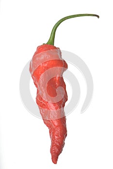 Isolated Ghost Pepper