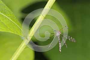 Isolated Giant mosquito fly on green leaf background