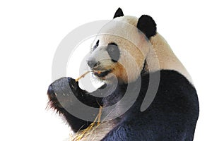 Isolated giant panda eating bamboo in white background