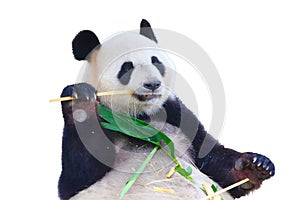 Isolated giant panda eating bamboo in white background