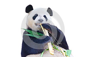 Isolated giant panda eating bamboo in white background