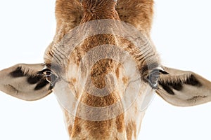 Isolated Giraffe Face