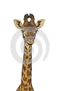 Isolated giraffe photo