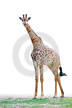 An isolated giraffe stands on the ground in white background staring front