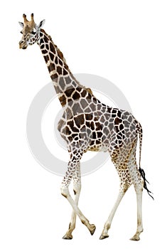 Isolated giraffe walking