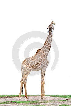 A isolated giraffe with white background, raises its head and opens its mouth