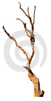 Isolated Gnarled Tree