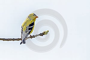 Isolated Gold Finch Ontario Canada